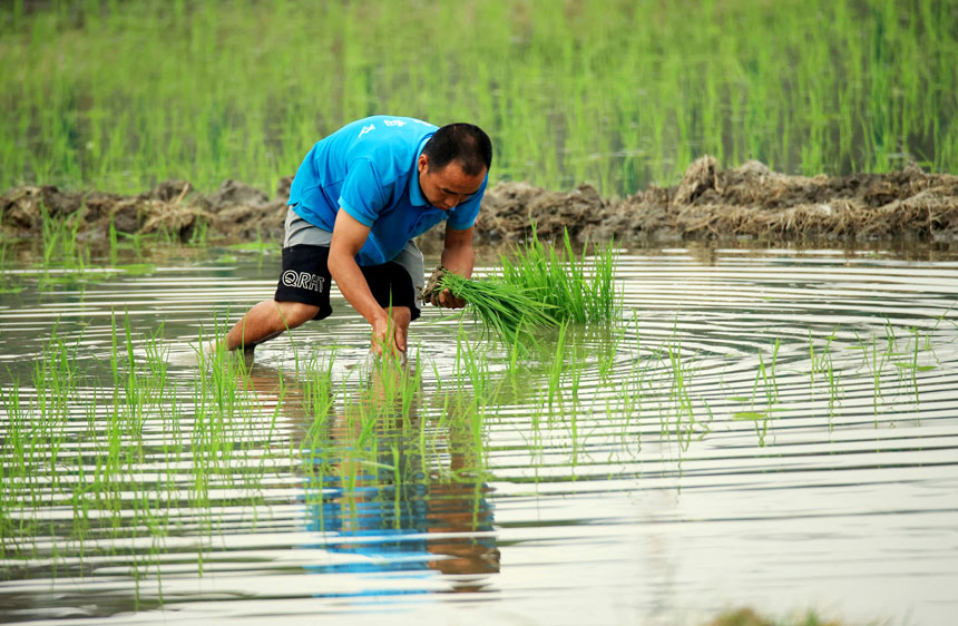 4月27日，在广西柳州市融安县长安镇大巷村，一名村民在田间种植早稻。