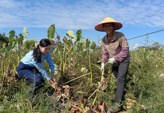 桂林银行贺州分行工作人员与农户采挖芋头。桂林银行供图