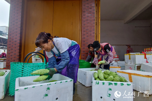 瓜农正在打包苦瓜，等待装运。人民网记者 王勇摄