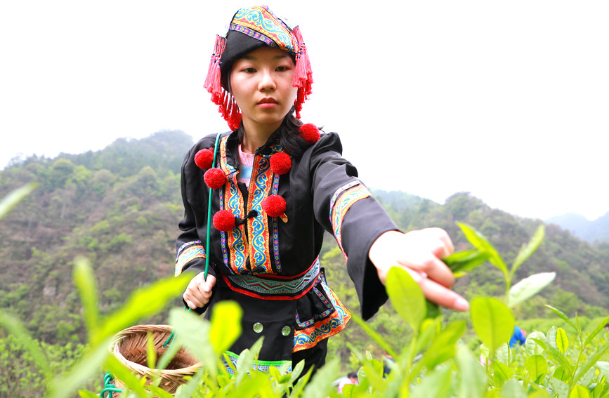 瑶族群众正在采摘茶叶。阳海翔摄