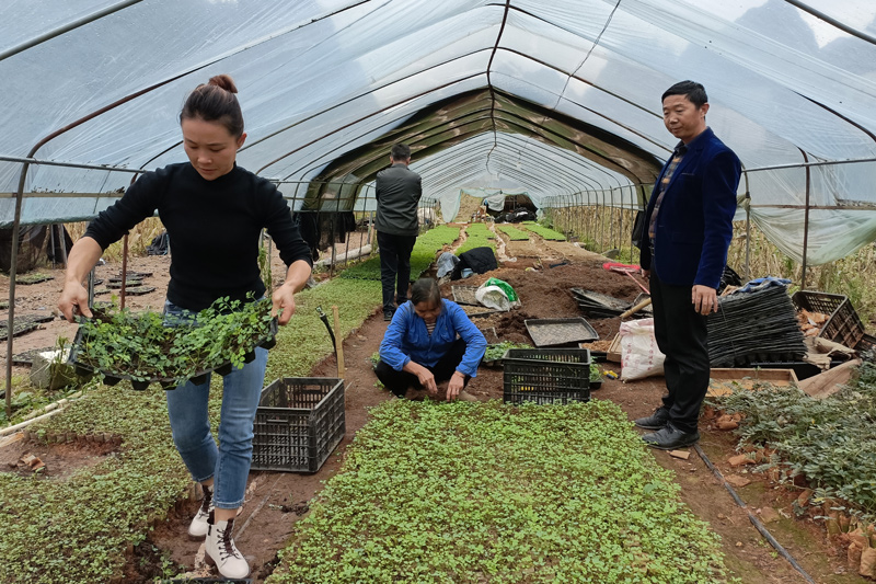 种植基地育苗大棚。孙亚利摄