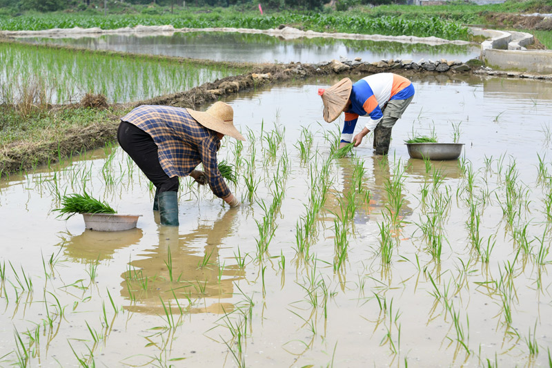 农民在田间插秧。