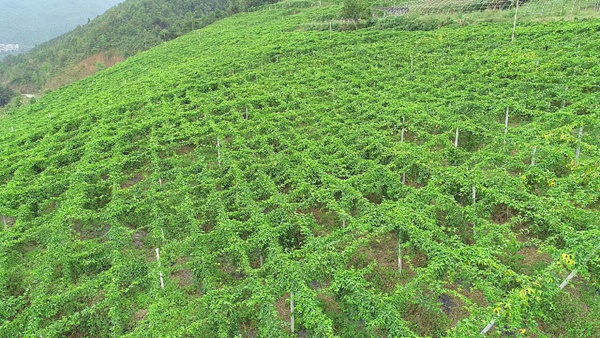 利用第一书记经费建设百香果示范基地。