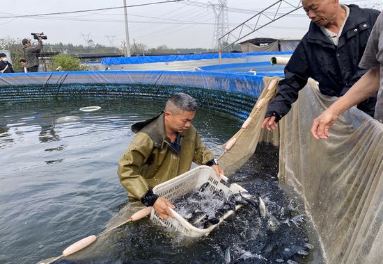 工人们正往陆基圆池中投放鱼苗。