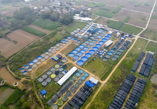 合浦县石湾镇新安村柠檬山陆基圆池养殖项目。