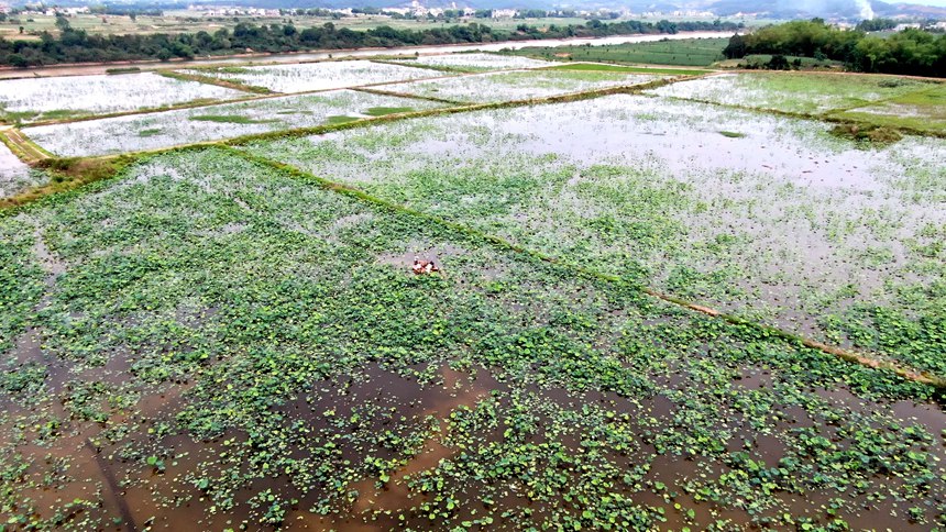 海渊镇蔗园村千亩荷塘基地千亩荷虾套养基地航拍