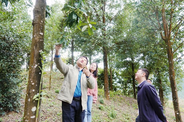 百色市林科所科技人員指導大楞鄉進行八角綜合改造后，枝頭碩果累累。