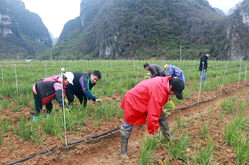 钟山县永丰农机专业合作社员工在采收韭菜苔。廖超文摄
