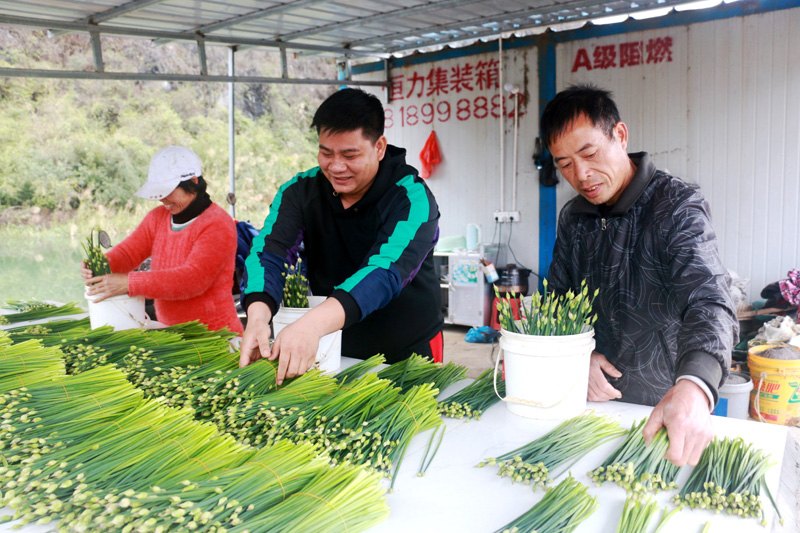 潘有波（中）與合作社員工在分揀韭菜苔。廖超文攝