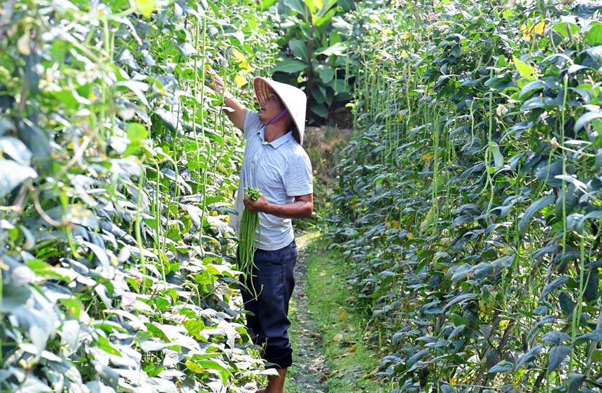 村民正在採收新鮮翠綠的豇豆。