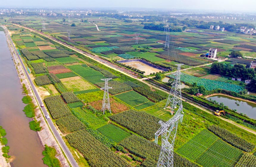 廣西合浦縣石灣鎮東江村的豇豆種植基地。