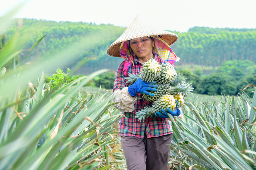 工人正在田地里忙着采摘菠萝。
