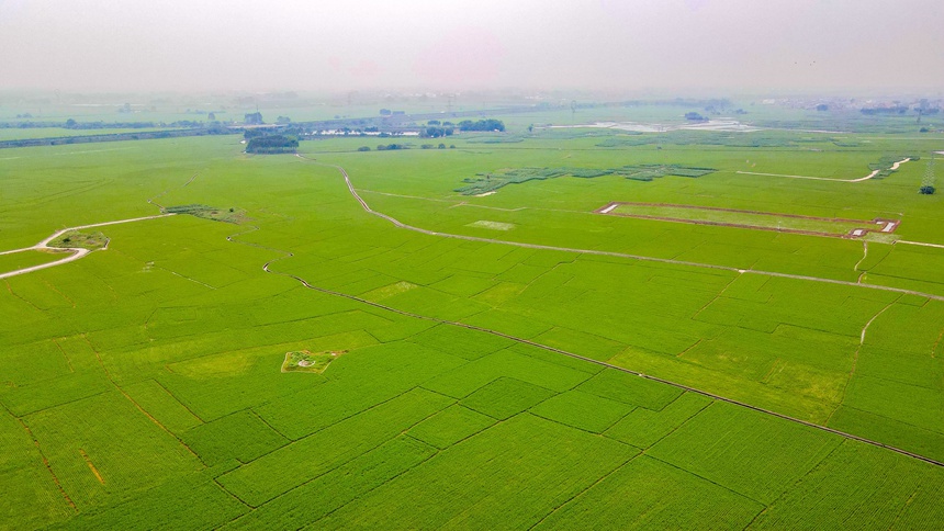 上千畝的稻田阡陌縱橫。鄒慶林攝