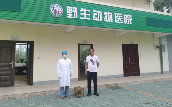 将获救的海南鳽送至广西陆生野生动物救护中心救治。田林县林业局供图