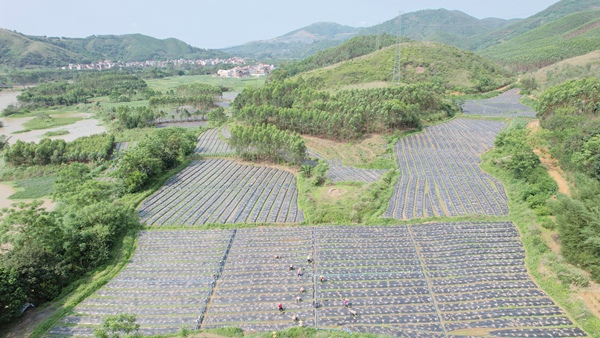 贵港市港南区木梓镇藿香种植产业示范基地。