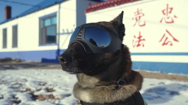 《汪汪隊立大功！功勛犬“黑豹”來啦！》