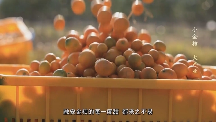 《小金桔+大產業》