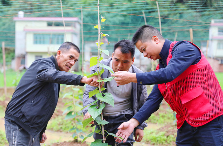 融安县农业农村局的技术人员正在向种植户讲解罗汉果的种植管理技术。