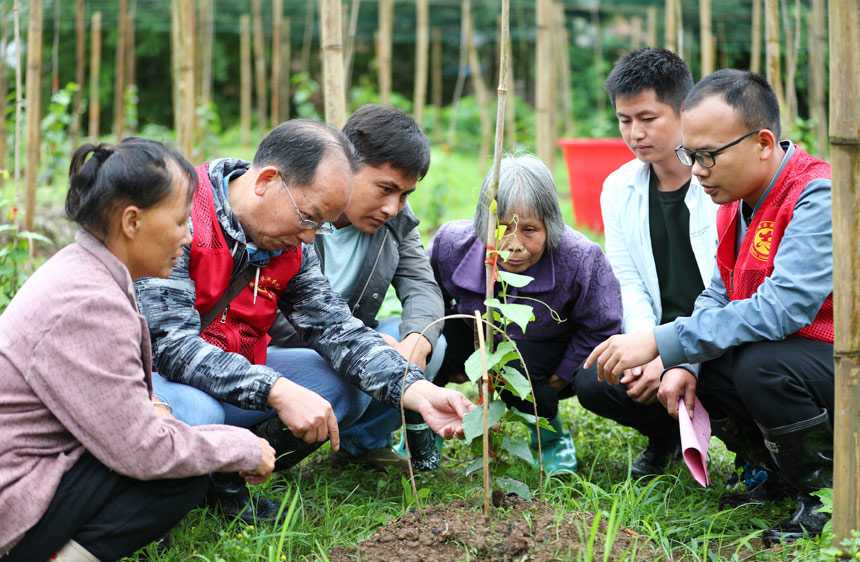 融安县农业农村局技术人员正在向种植户讲解罗汉果种植田间管理技术。