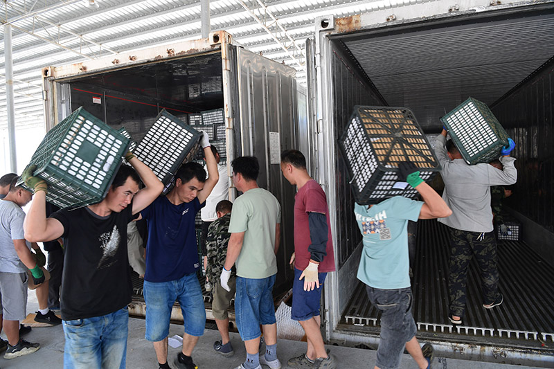柬埔寨鲜芒果在凭祥装车分销往全国各地。庞立坚摄