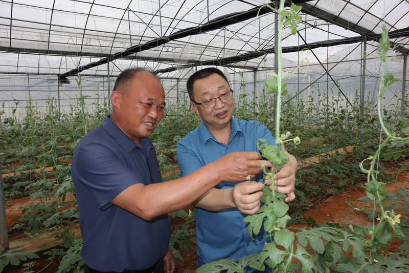 朱声通讲解西瓜种植技术。盘家红摄