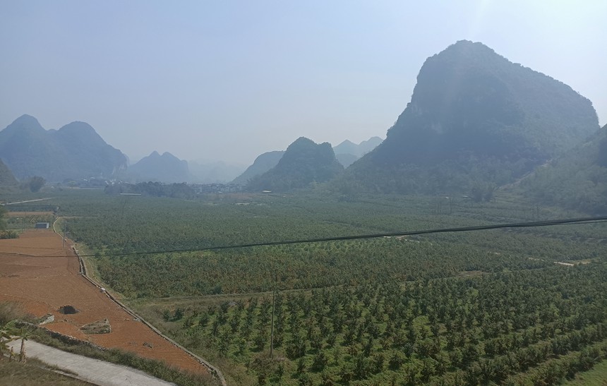 都安乡柑橘产业达1.2万亩,辖区“一村一品”产业发展逐步壮大。许德政摄
