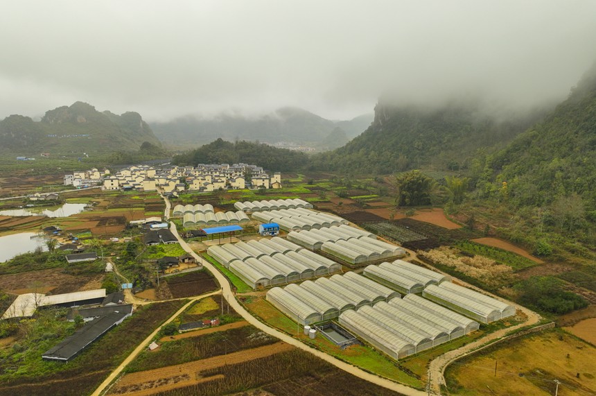 都安乡凌雷村百香果基地。莫超驿摄
