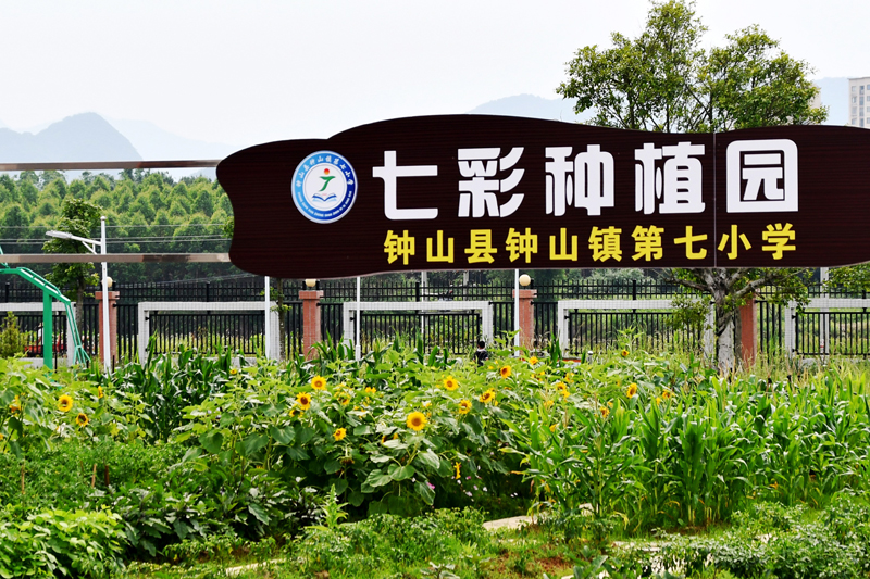 鐘山縣鐘山鎮第七小學“七彩種植園”。廖超文攝