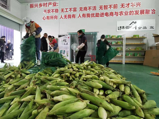 1月30日，忻城县第一批新鲜糯玉米运进林管家食品生产车间。蓝艳青摄