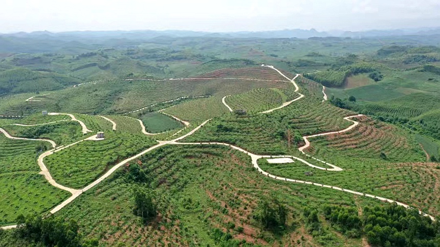 图为亭亮镇腾宇万亩坚果基地航拍图