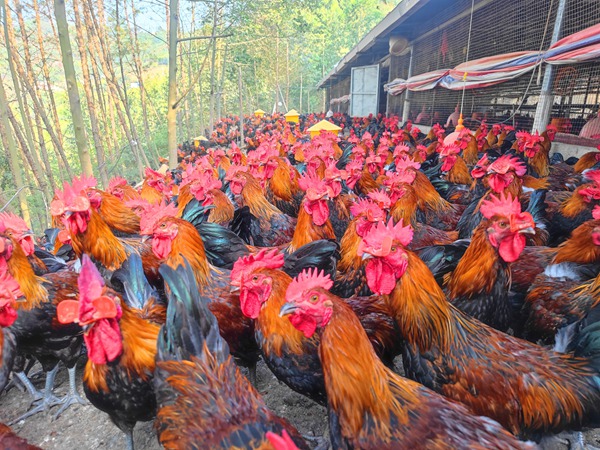 图为田林县各烟村脱贫致富示范户黄银新林下养殖的瑶鸡