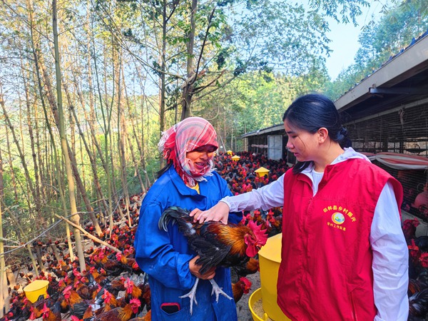 图为驻村工作队员肖金红和养殖户一起查看瑶鸡成长情况