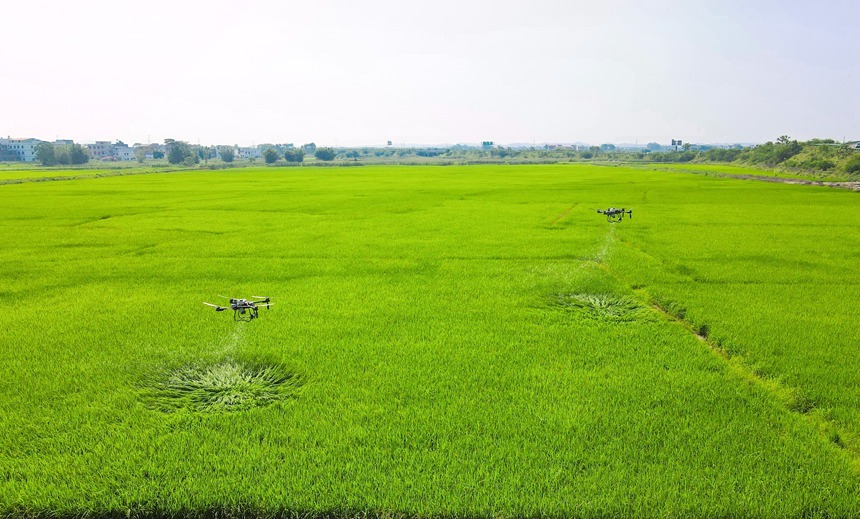 植保无人机开展“飞防”作业。