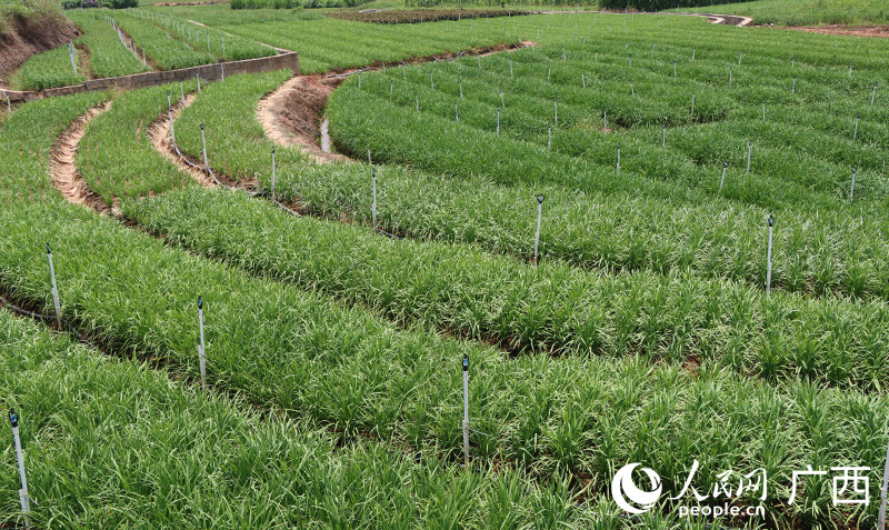 良庆区新兰韭菜产业示范区里的韭菜长势良好。人民网记者 彭远贺摄