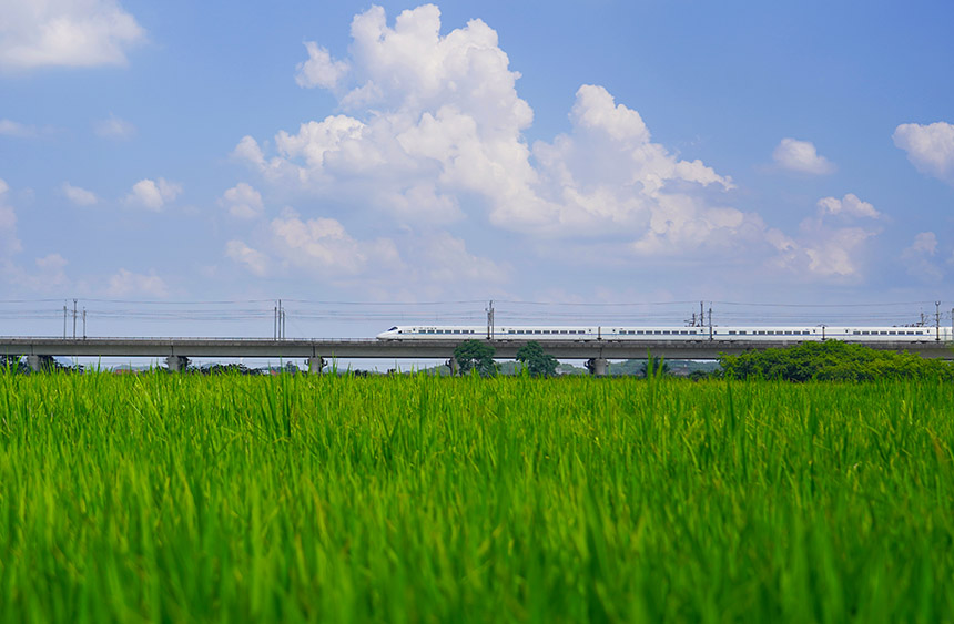 動車駛過稻田。