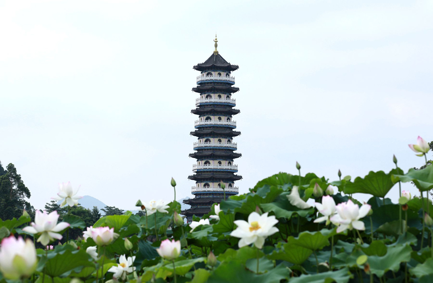 一池荷花入画来。