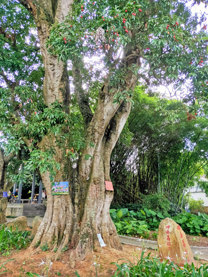 配图14:萝村古荔树图