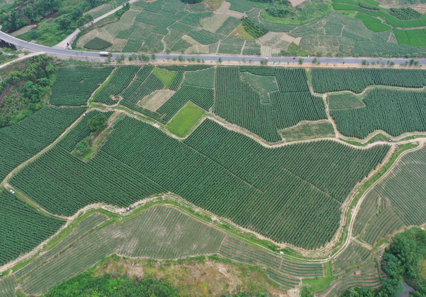 融水苗族自治县永乐镇豆角种植示范基地。