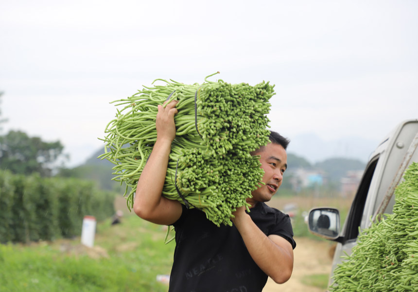 农民把采摘好的豆角搬运到车上 。