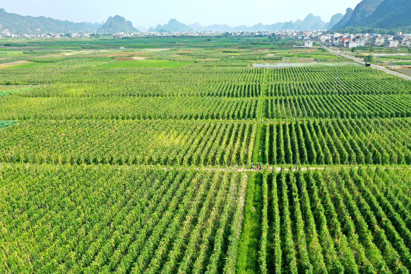 豇豆种植示范区