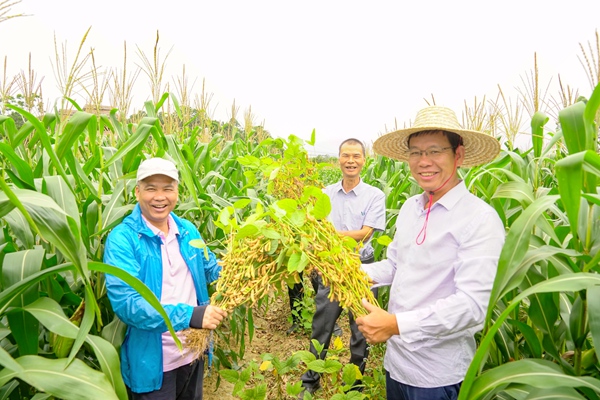 港北区武乐镇吉斗村大豆测产现场。蒙钊钧摄