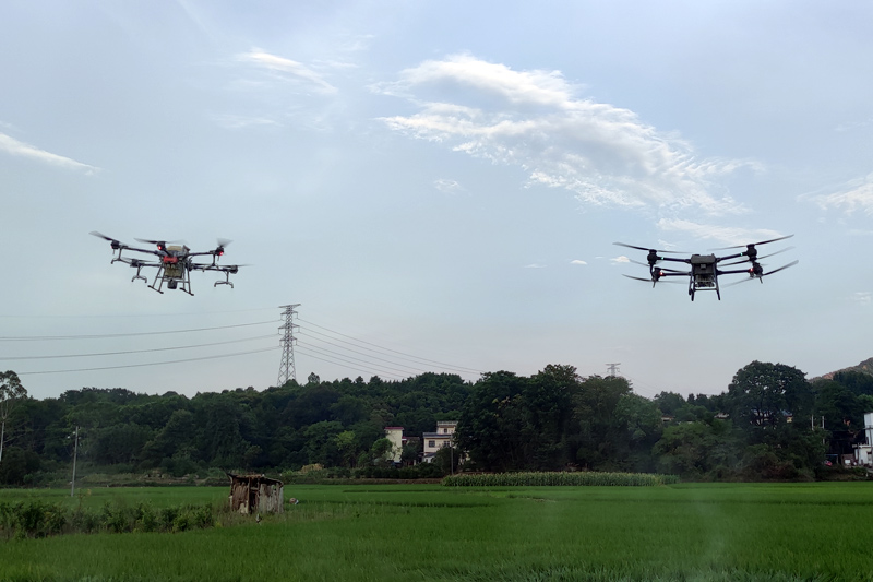图为6月10日，农业植保机正在龙水镇光田村水稻田上空作业。