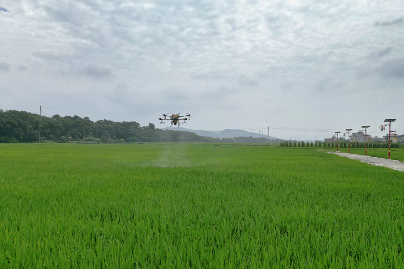 图为6月10日，农业植保机正在龙水镇光田村水稻田上空作业。
