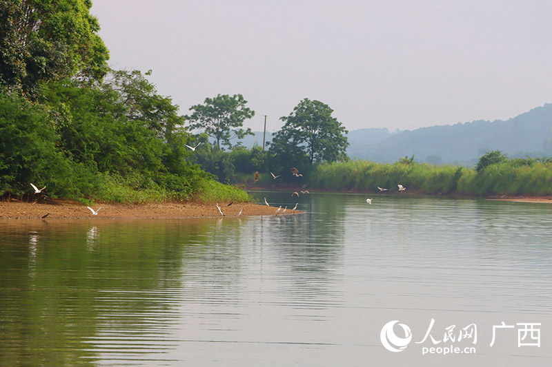 白鹭在西津国家湿地公园成群结队飞行。人民网 付华周摄