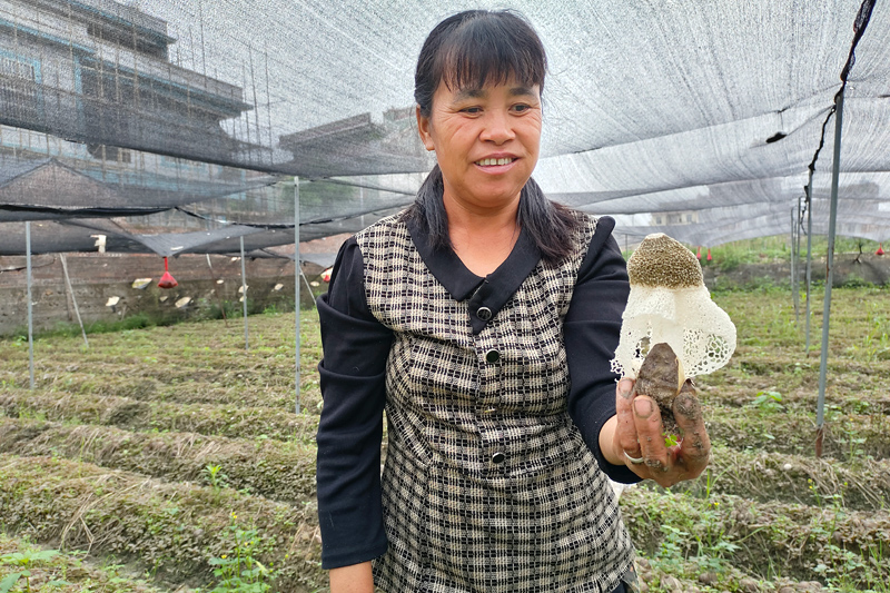 采摘工人在展示开出“伞状”的竹荪。温智芝摄