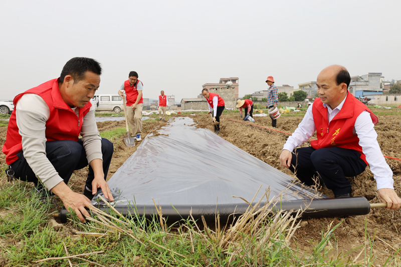 贺州市八步区驻村工作队员帮助群众种植农作物。