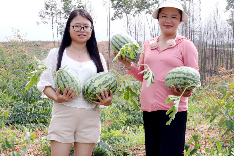 西瓜喜豐收，瓜農採摘忙。