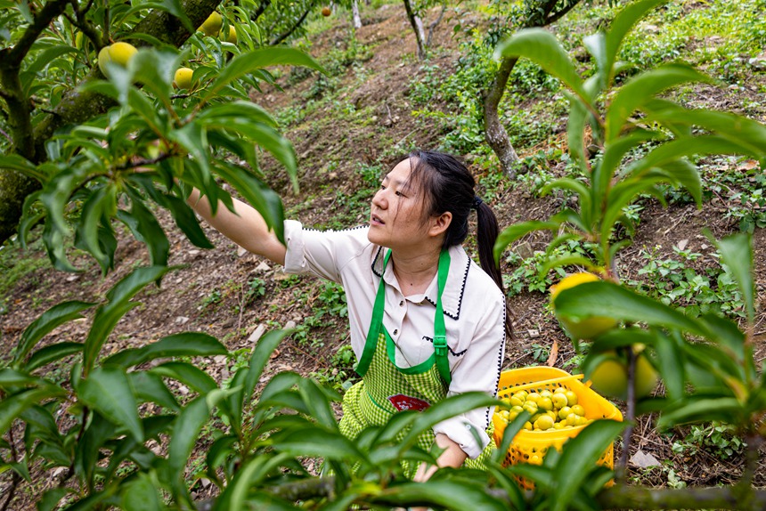 果园里的工人们正在小心翼翼地采摘果子