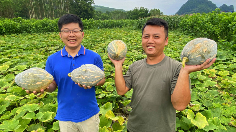 古车村驻村第一书记梁业彪（左）和种植户在一起察看小南瓜长势情况。石有勇摄