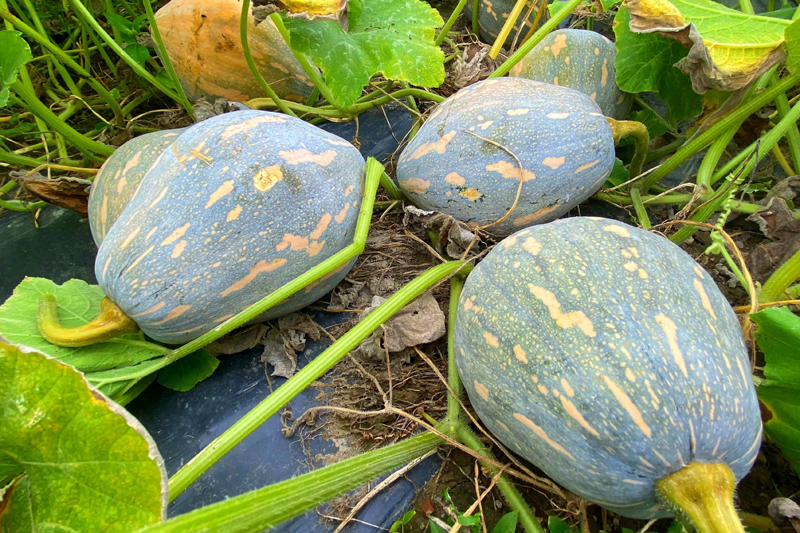 香芋小南瓜长势喜人。石有勇摄